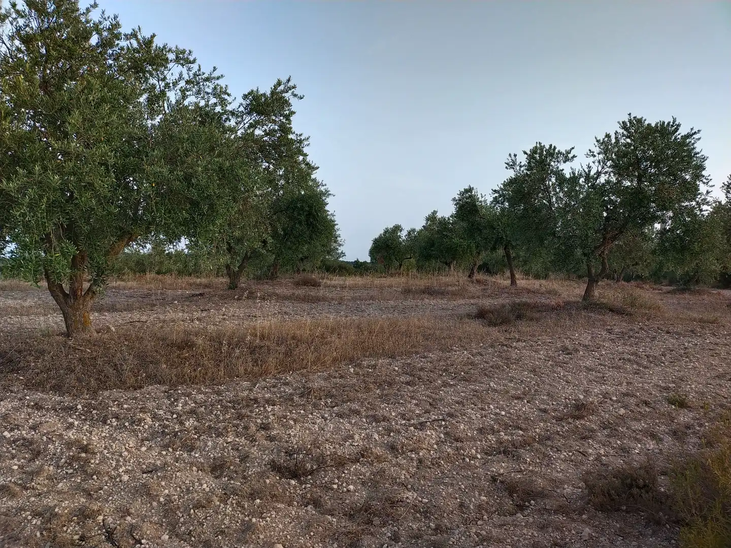 Terreno rústico en venta en Cervià de Les Garrigues, imagen 18