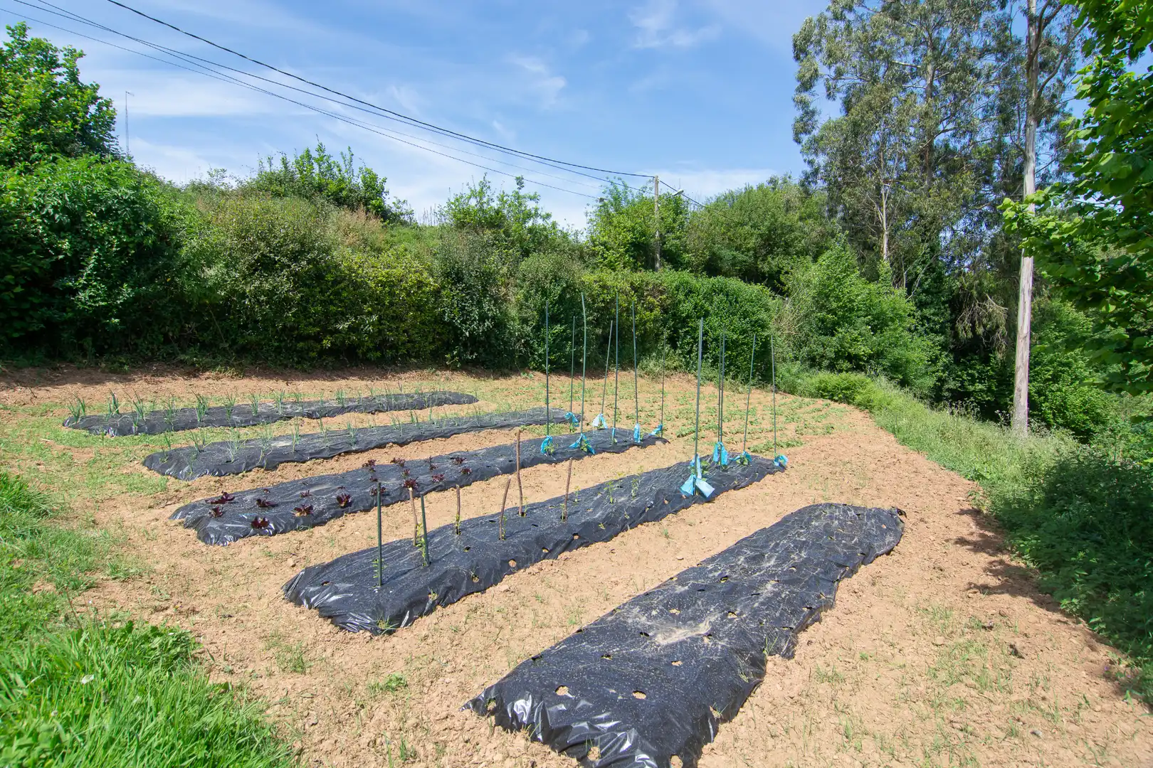 Jardí de Casa o xalet en venda en Abegondo amb Jardí privat, Traster i Internet