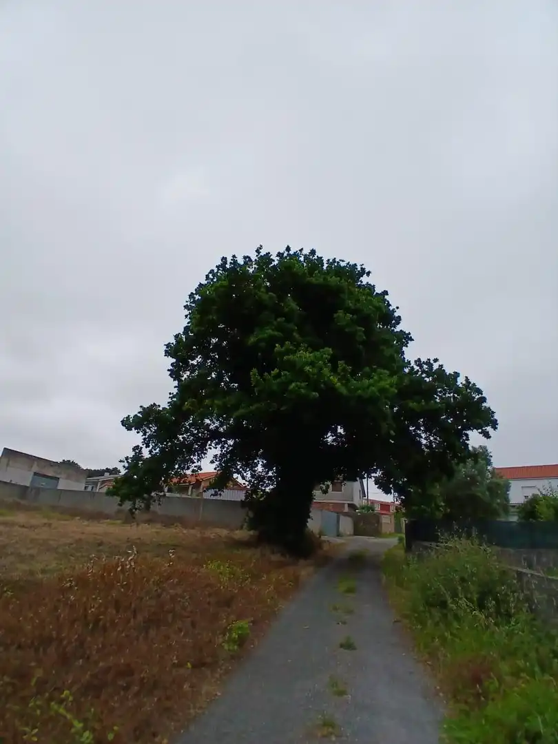 Terreny residencial en venda a Lugar PINOS, imagen 3