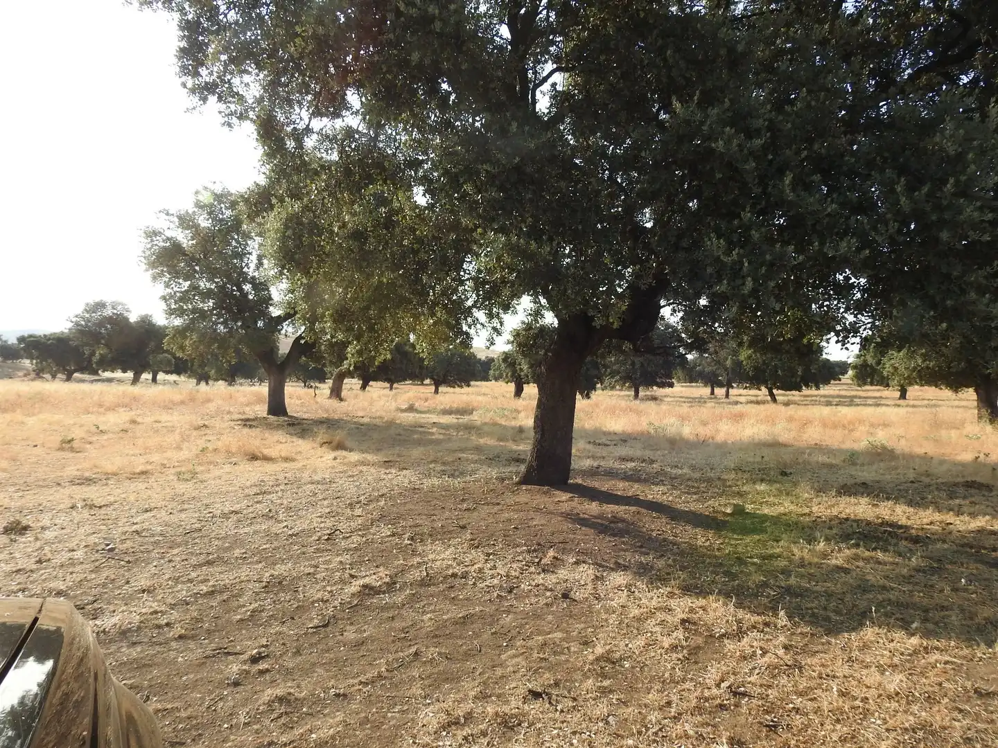 Land for sale in Villar del Pedroso