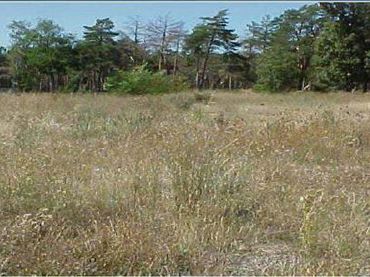 Terrenos y solares en venta en calle Camino de Santiago