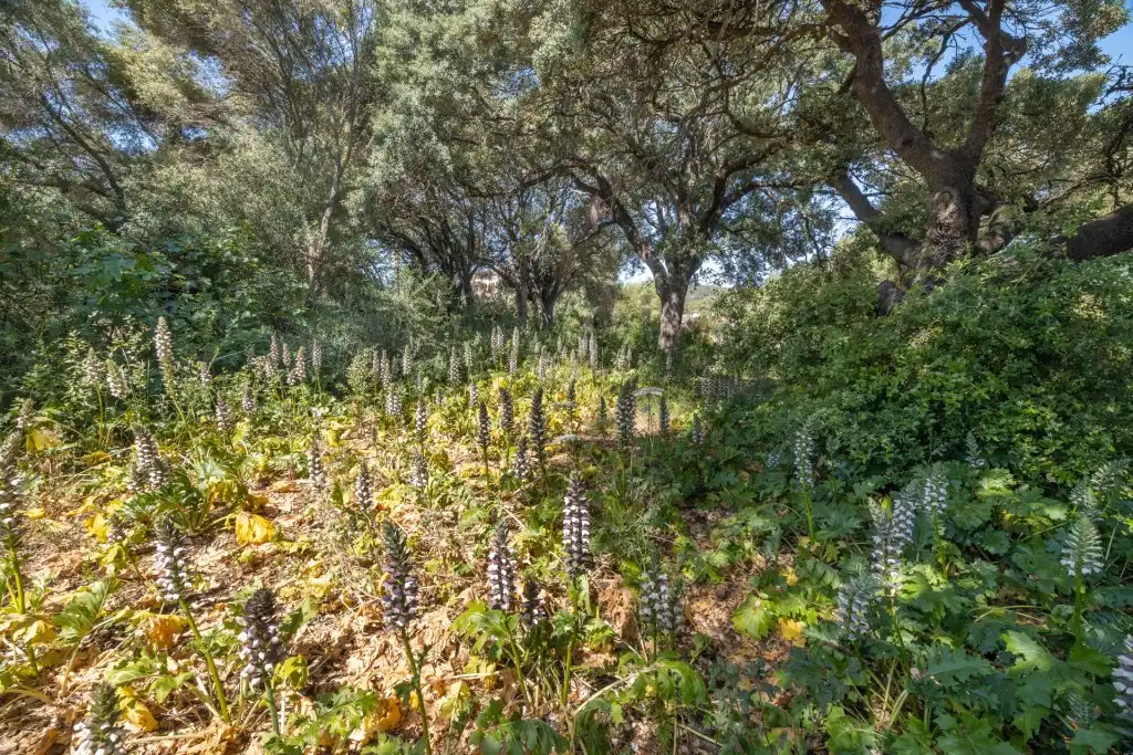 Terreno rustico in vendita a Pollença Poble, imagen 4
