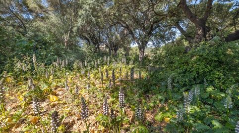 Parcela residencial edificable en venta cerca de Pollensa, Mallorca, immagine 4