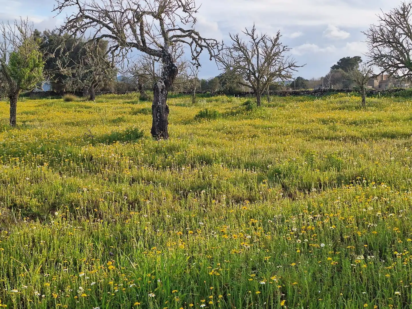 Finca rústica en venta en Algaida