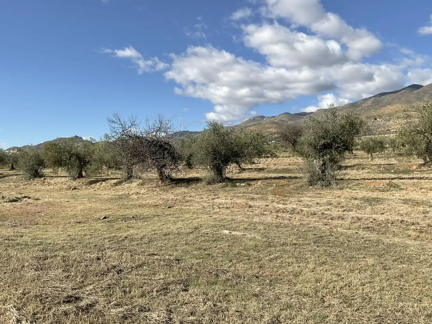 Land for sale in Padules