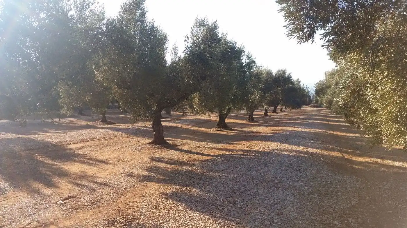 Rural land for sale in Godall, imagen 4