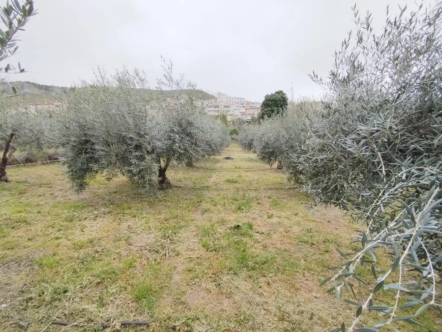 Terreni e lotti in vendita a Carretera Cenes de la Vega, imagen 25