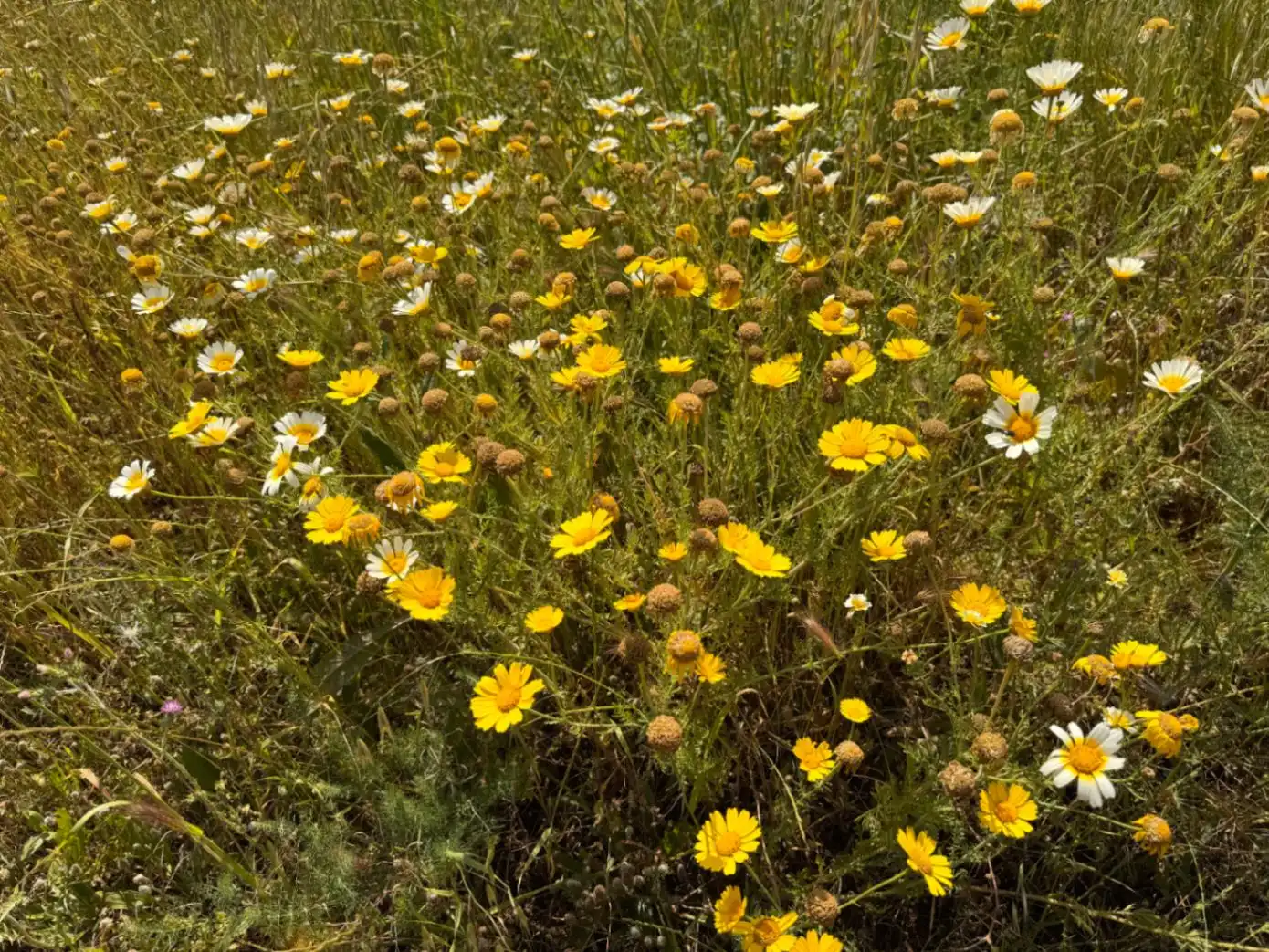 Jardí de Residencial en venda en Benissa