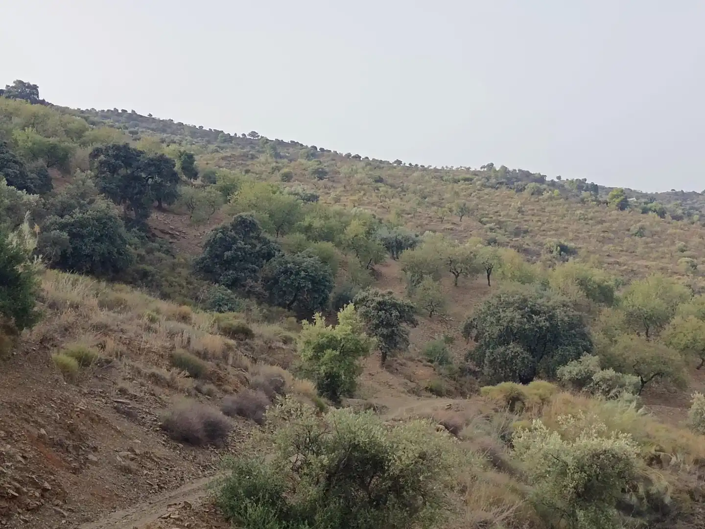 Terreni e lotti in vendita a Centro, imagen 7