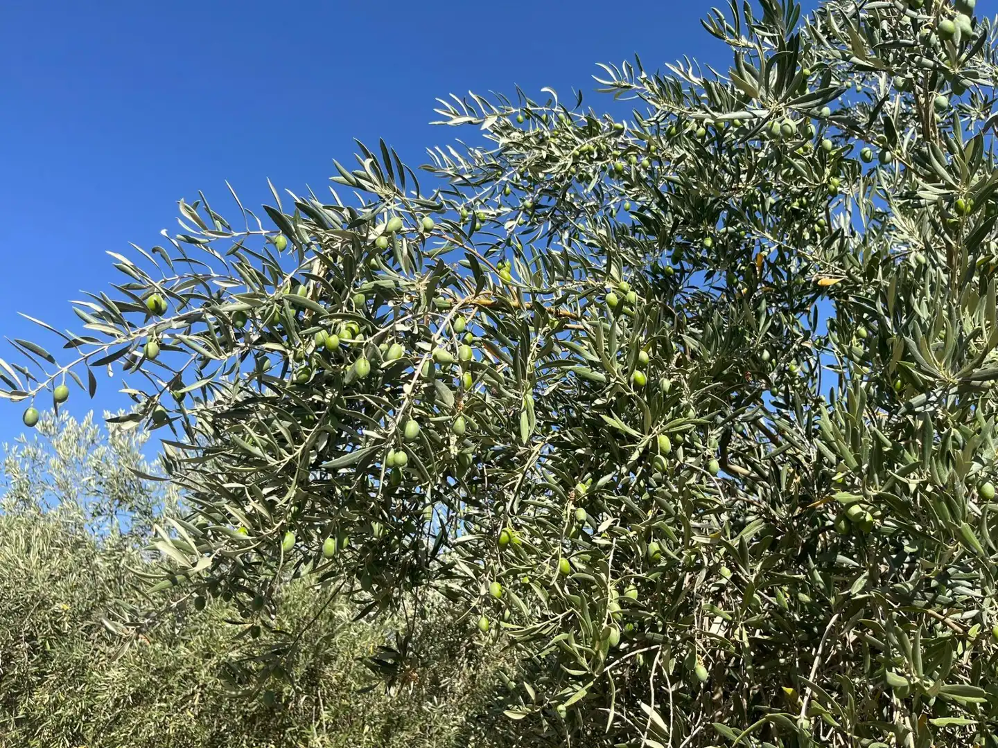 Jardín de Finca rústica en venta en La Malahá