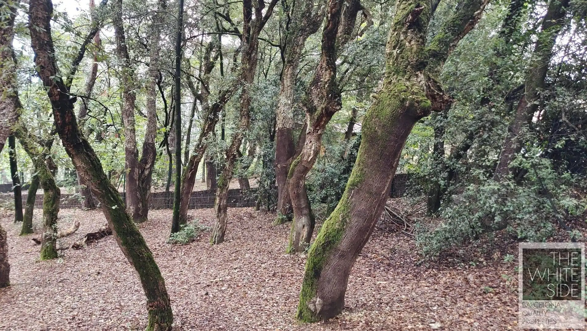 Terrenos y solares en venta en Viladrau, imagen 5