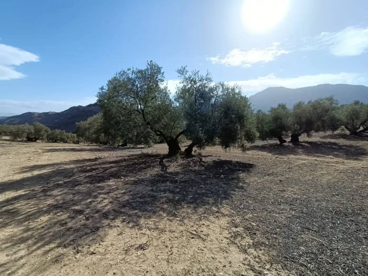Terreni e lotti in vendita a Bobadilla - Bobadilla Estación - La Joya, imagen 6