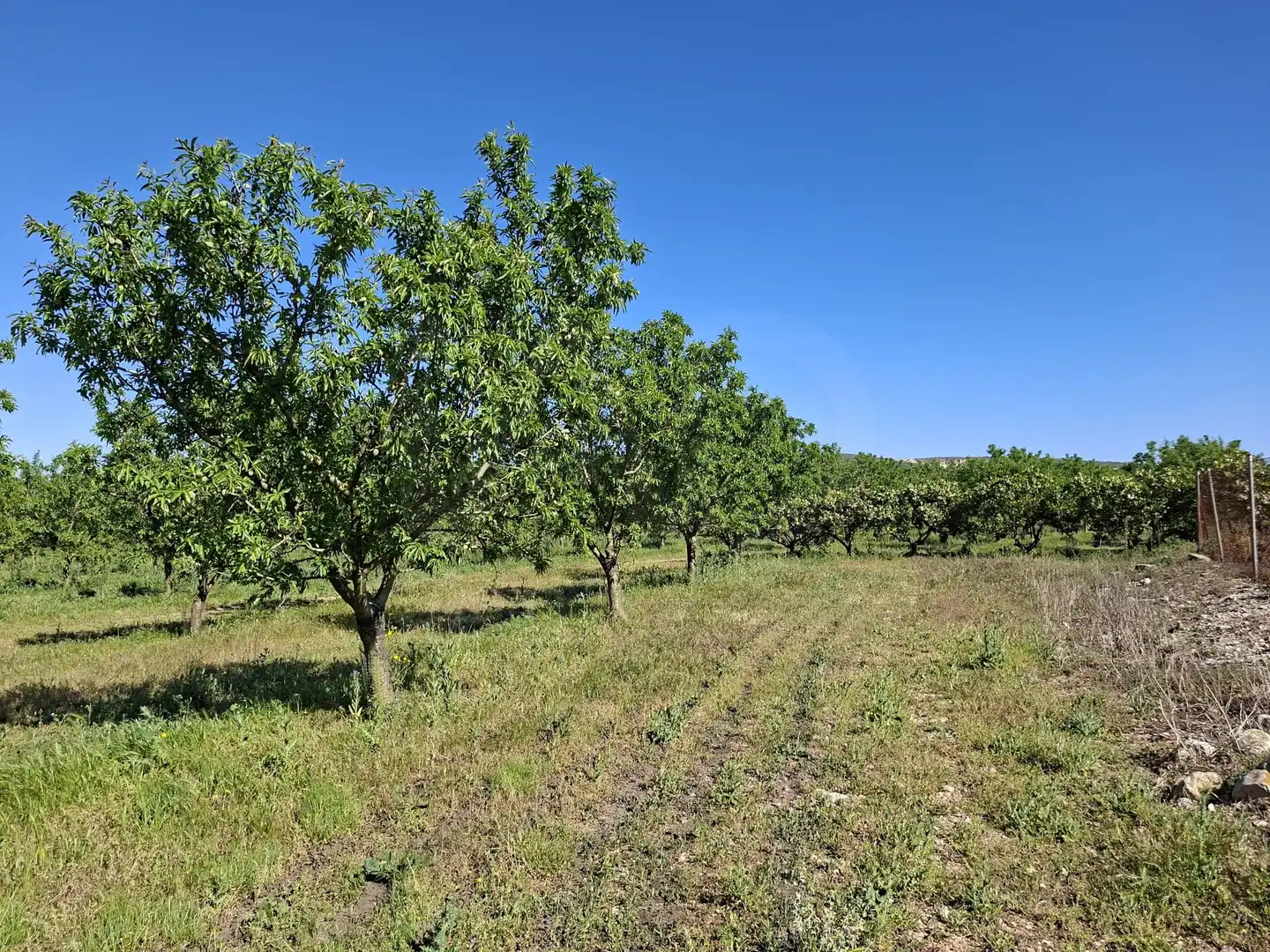 Terreny rústic en venda a Ulldecona, imagen 34