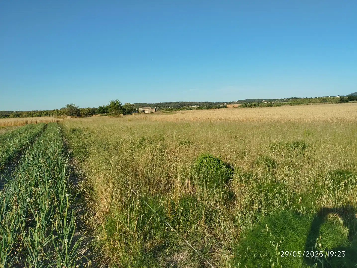 Terreno rustico in vendita a Montuïri, imagen 6
