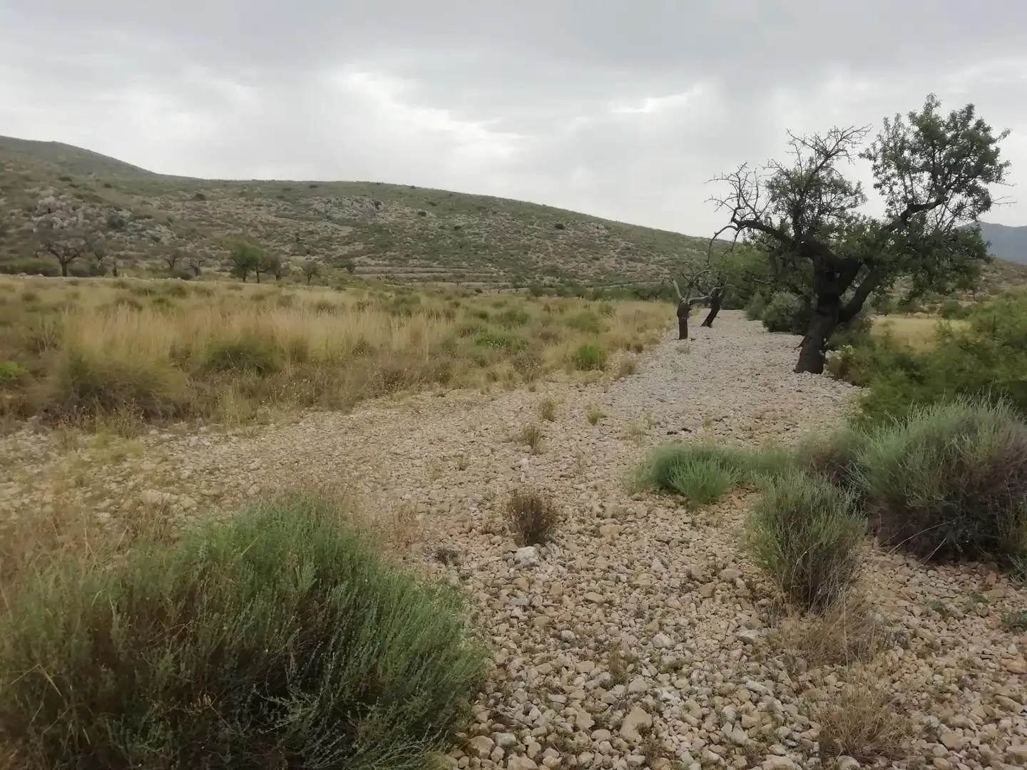 Terreno rustico in vendita a Hondón de los Frailes, imagen 5