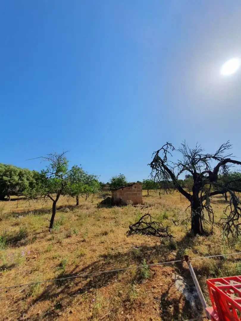 Finca rústica en venda en Santa Margalida