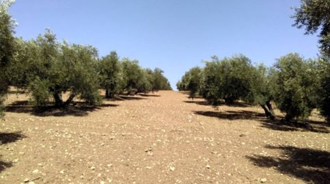 OLIVAR MARTEÑO DE 9 FANEGAS, immagine 3