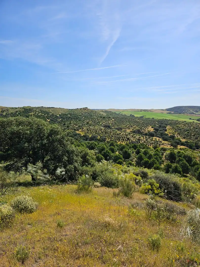 Terreno rustico in vendita a Las Herencias, imagen 2