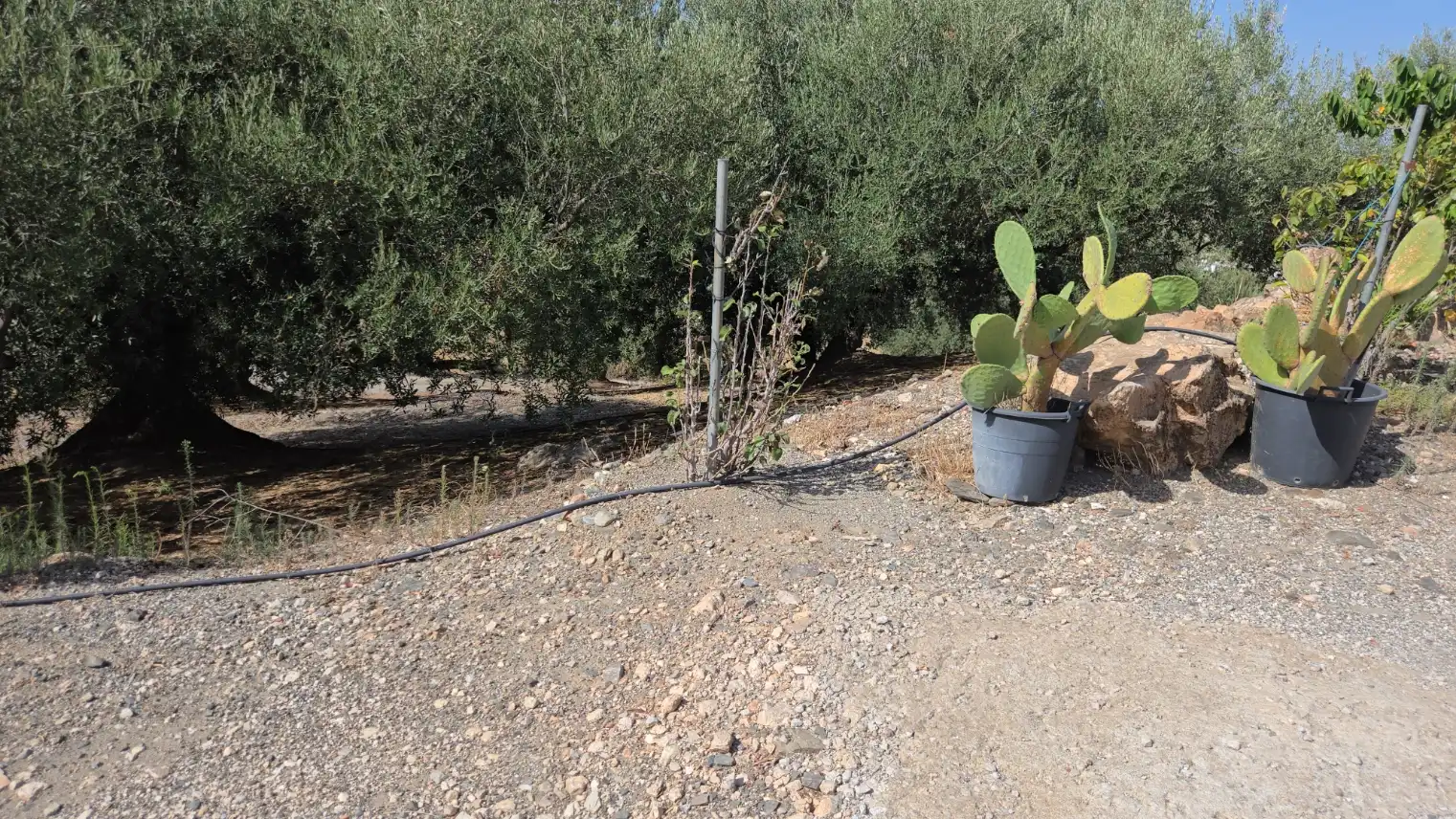 Casa amb jardí en venda a Camino de Alcaucin 111, imagen 9