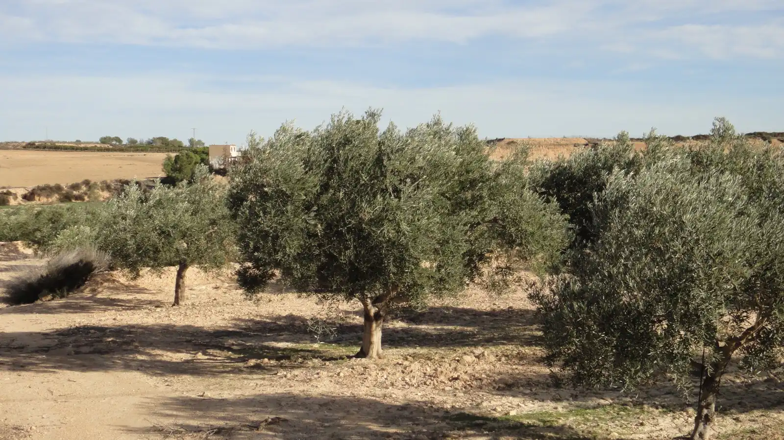 Terreno rustico in vendita a Campo de Murcia, imagen 11
