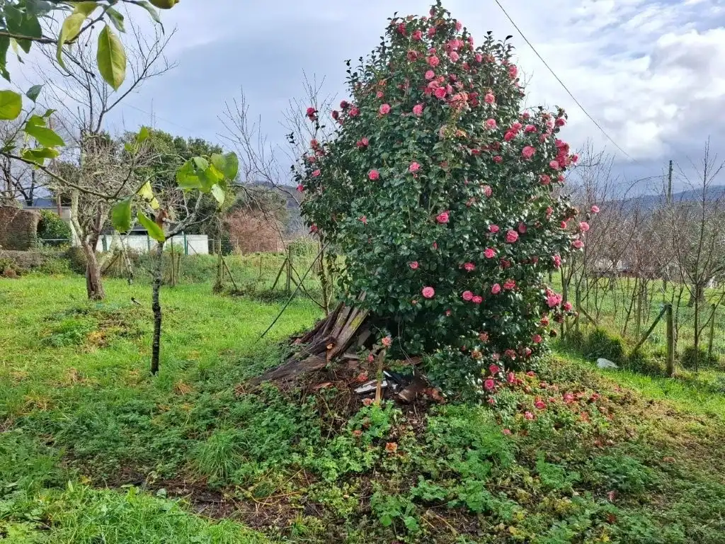 Jardín de Casa o chalet en venta en Viveiro con Jardín privado, Terraza y Trastero
