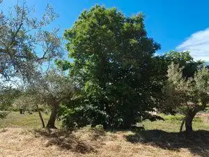 Terreni e lotti in vendita a Jarandilla de la Vera, imagen 4
