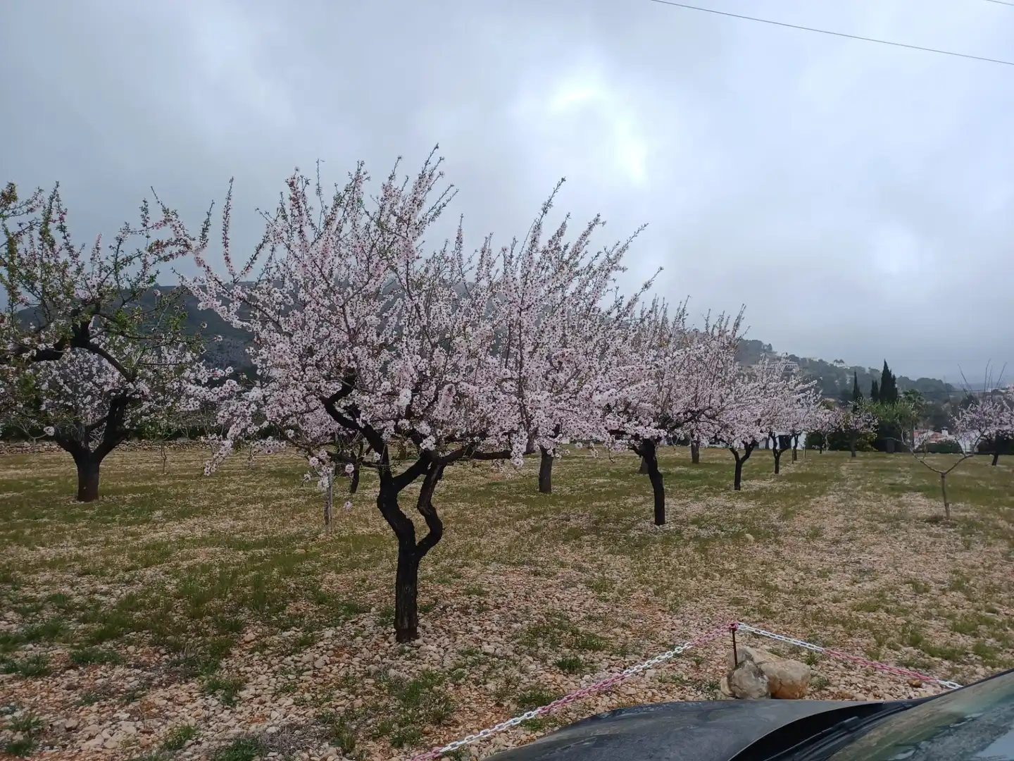 Terreny rústic en venda a Alcalalí, imagen 4