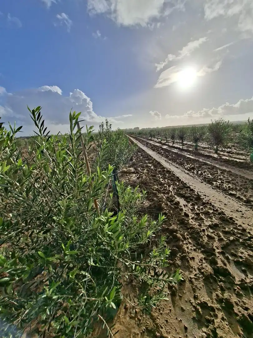 Country homes for sale in Chiclana de la Frontera  with Private garden