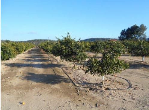 Land for sale in Algímia de Alfara