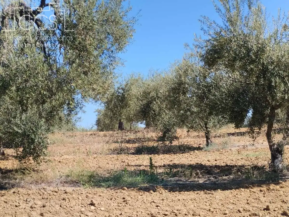 Terreni e lotti in vendita a Almonte ciudad, imagen 18