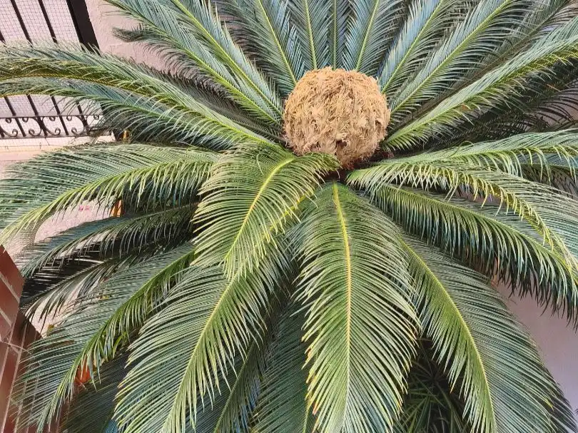 Jardí de Pis en venda en Oropesa del Mar / Orpesa amb Aire condicionat i Terrassa