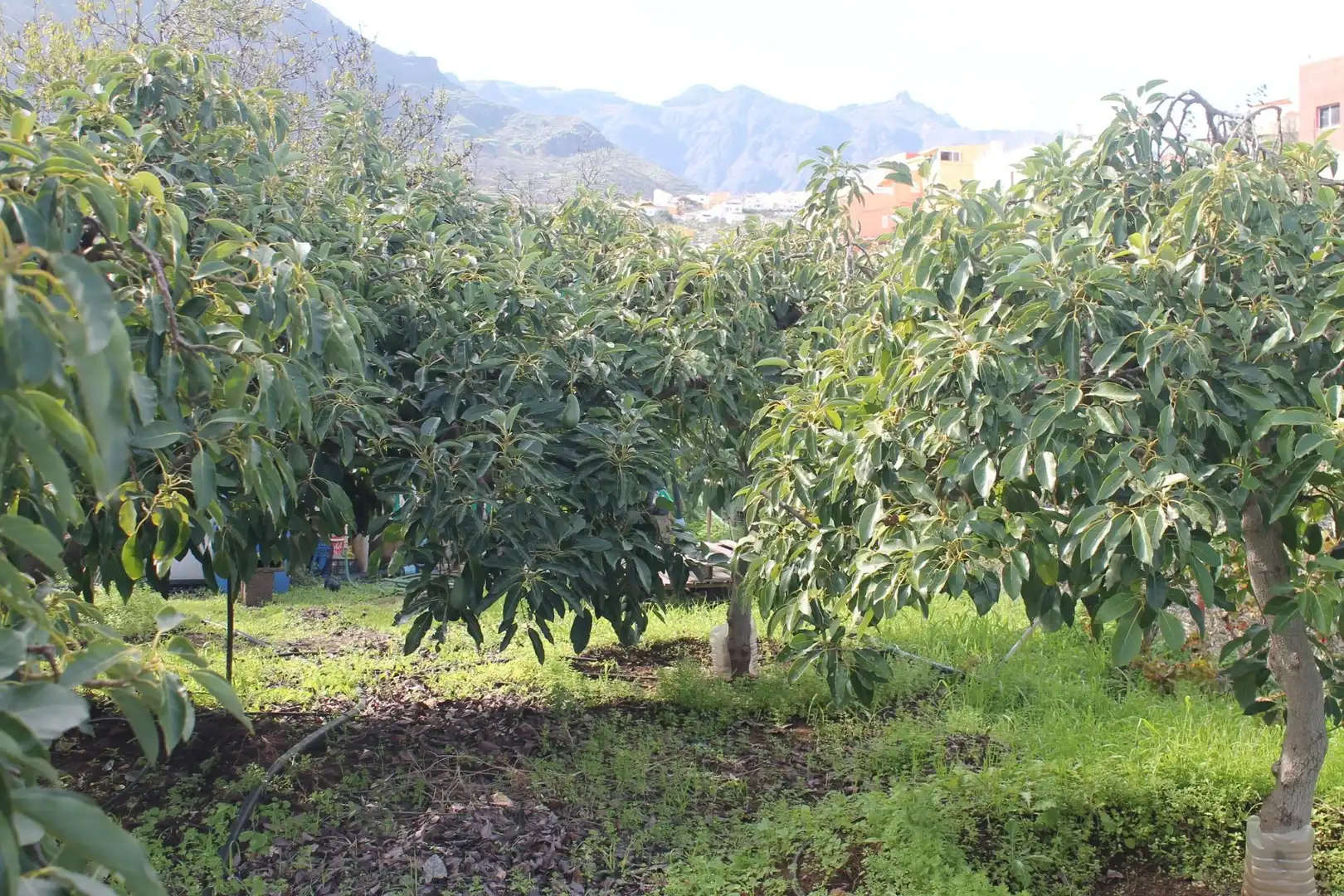 Terreny rústic en venda a Valsequillo de Gran Canaria, imagen 26