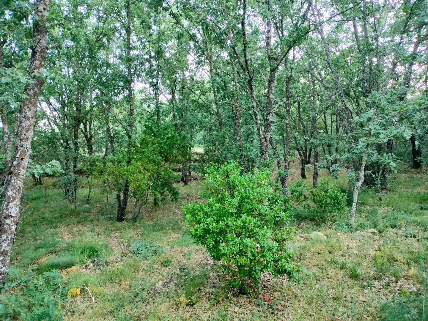 Terreni e lotti in vendita a Villanueva de la Vera, imagen 7