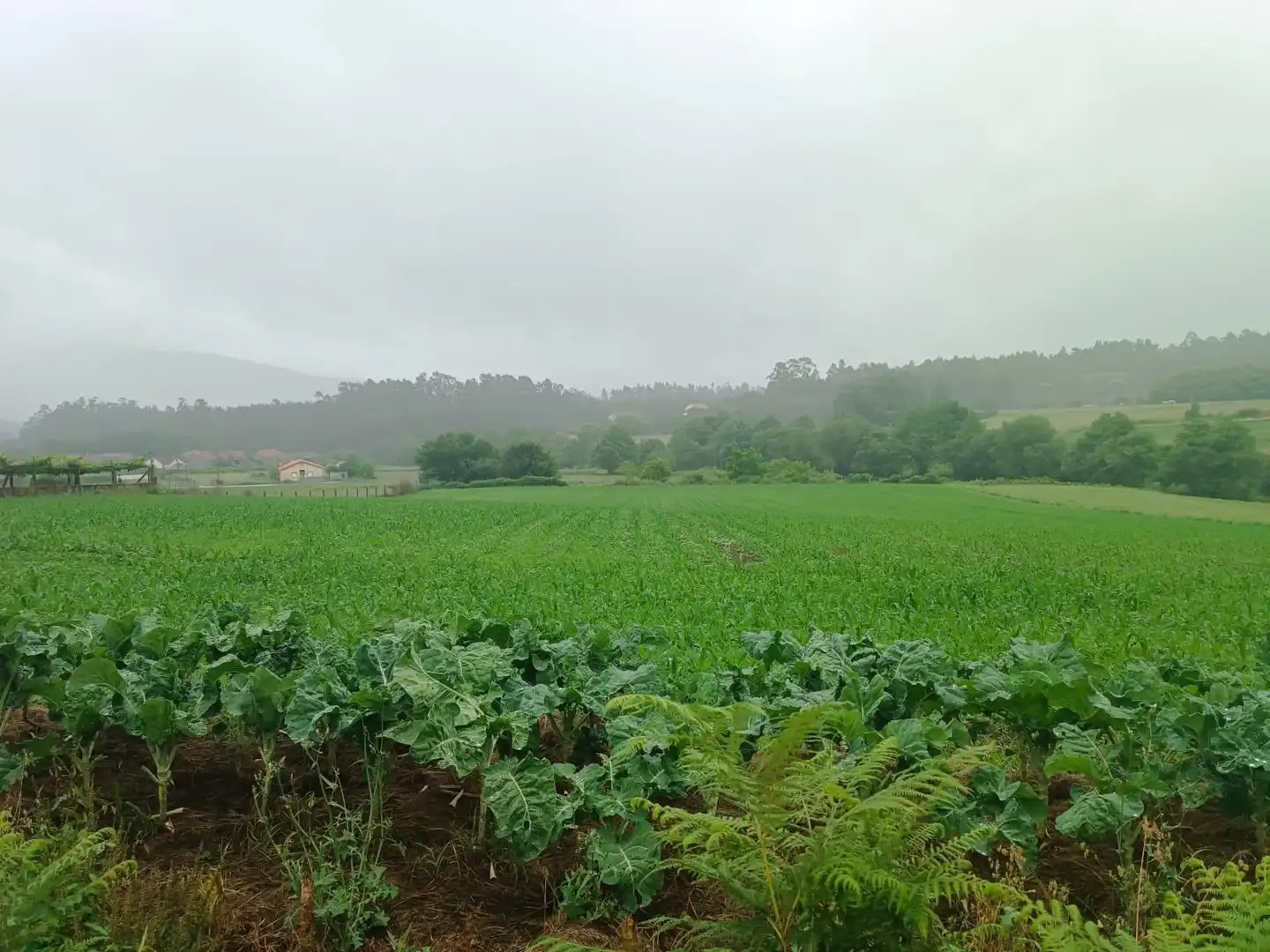 Terreno en venta en Polígono 503 Parcela 311 SAN MAMEDE DE PIÑEIRO. , 503, Cuntis