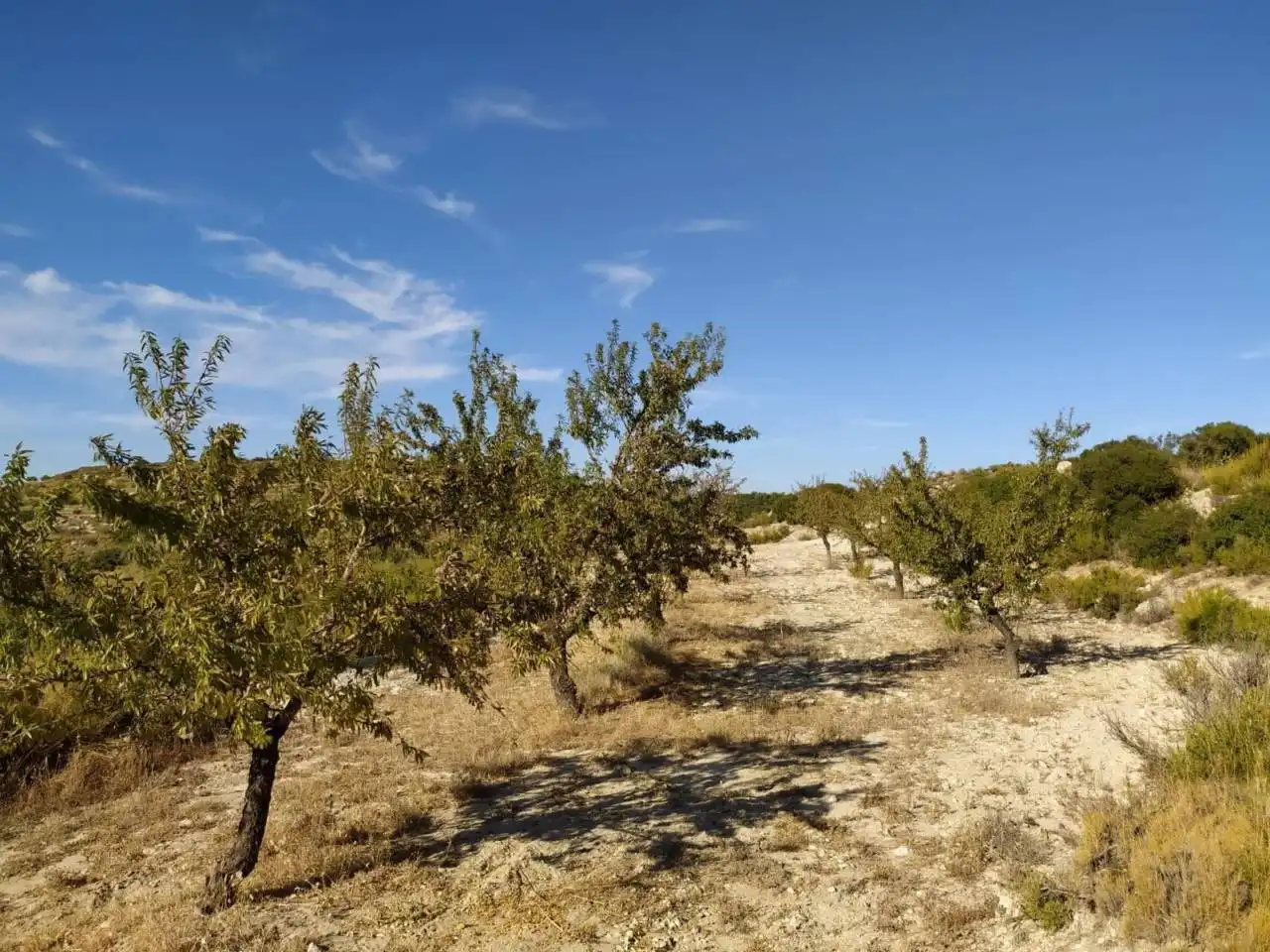 Terreno rústico en venta en Castelldans, imagen 4