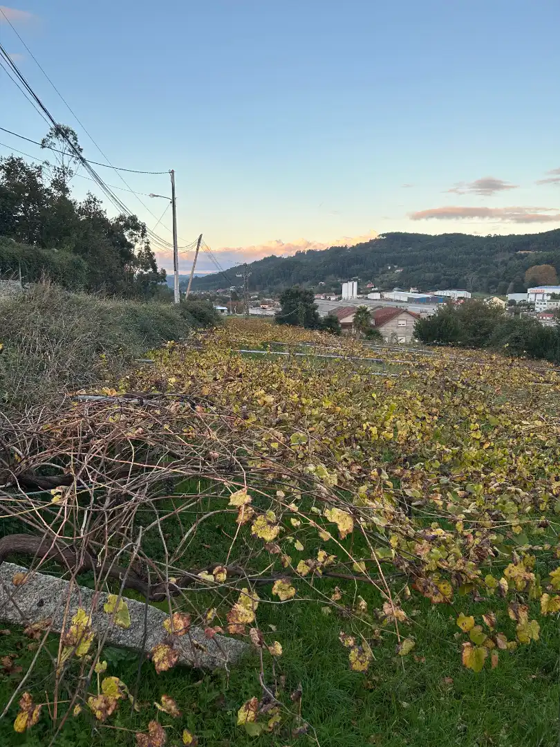 Terreni e lotti in vendita a Lugar Vilanoviña-Paradela, imagen 12