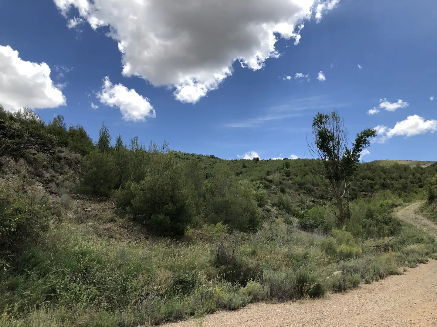 Terreno rustico in vendita a Ptda Paraje Hoya del Olivo, imagen 6