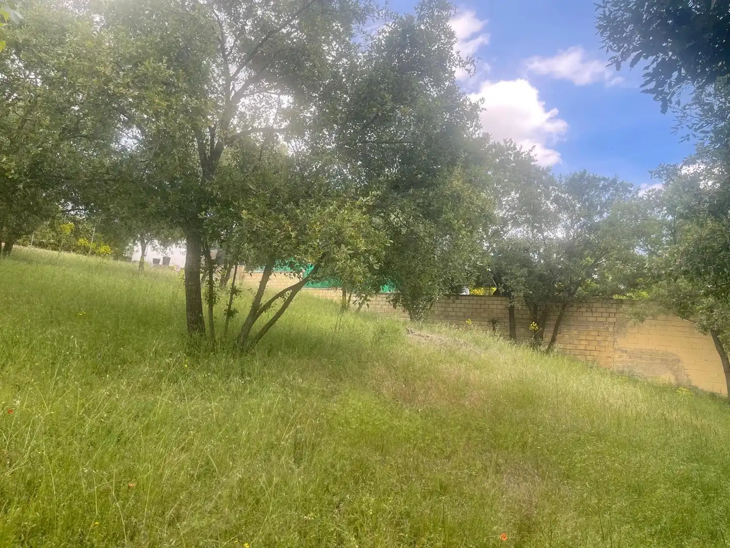 Terrain résidentiel à vendre à Calle ALAMO, imagen 3