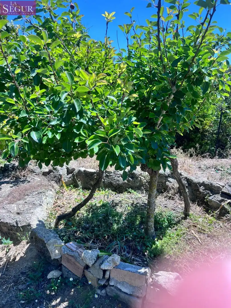 Jardí de Casa o xalet en venda en Vejer de la Frontera amb Jardí privat