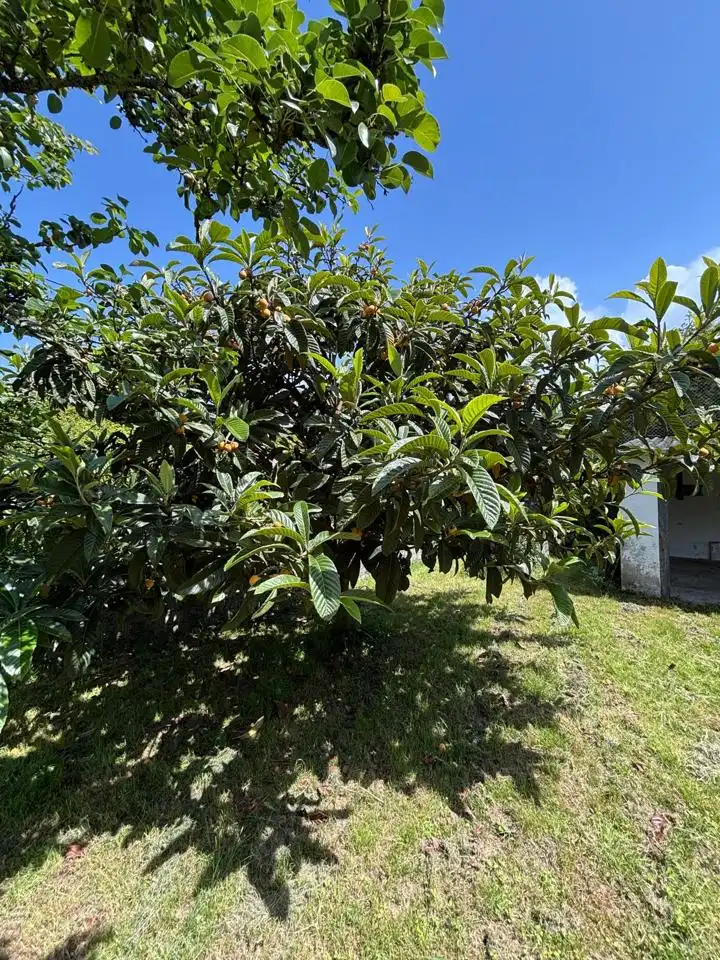 Jardí de Casa o xalet en venda en Betanzos amb Calefacció, Jardí privat i Terrassa
