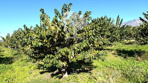 Photo 2 of Land for sale in Los Tablones - La Garnatilla, Granada
