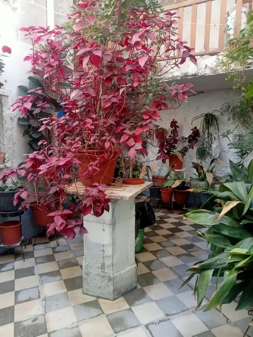 Jardí de Casa adosada en venda en Monóvar  / Monòver amb Jardí privat, Terrassa i Balcó