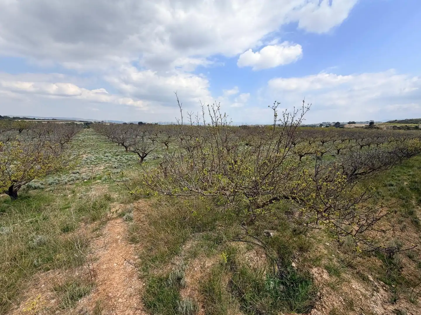 Terreny rústic en venda a Albaida, imagen 11