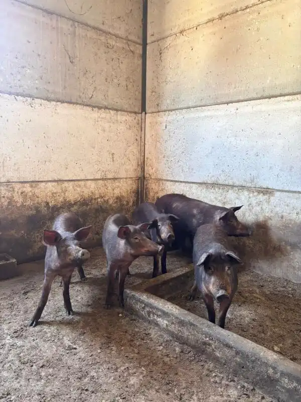 Vista exterior de Finca rústica en venda en El Saucejo amb Aire condicionat, Calefacció i Moblat