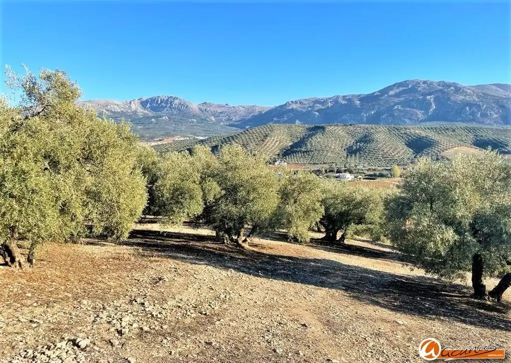 Land for sale in Villanueva del Rosario