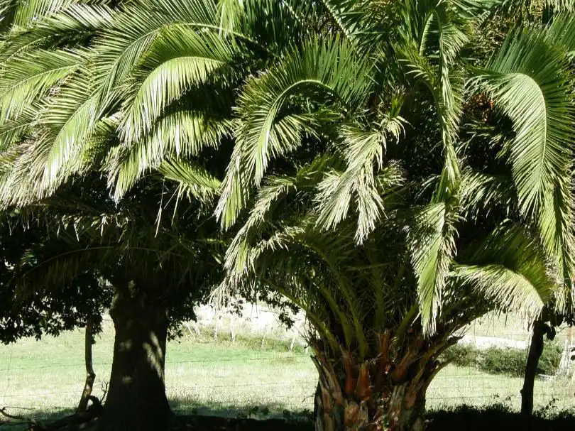 Villa con giardino in vendita a Caserio Santianes 8, imagen 8