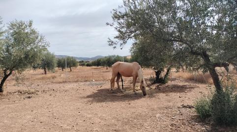 Foto 4 de Terreny en venda a Carretera de Córdoba - Libertad, Ciudad Real