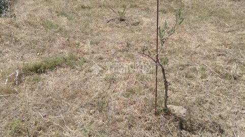 Terrenos en venta en Sanlúcar la mayor, imatge 5