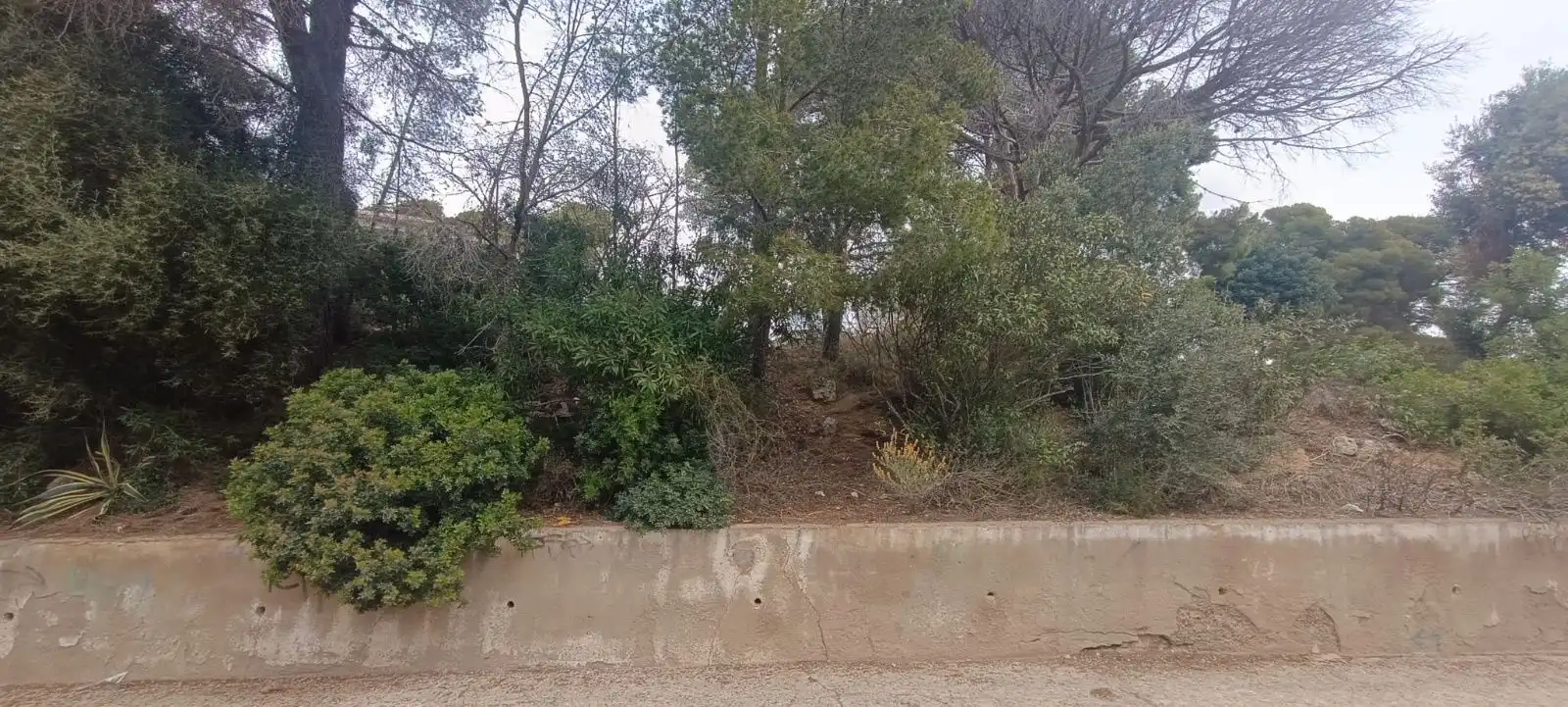 Terreny rústic en venda a SAL, imagen 2