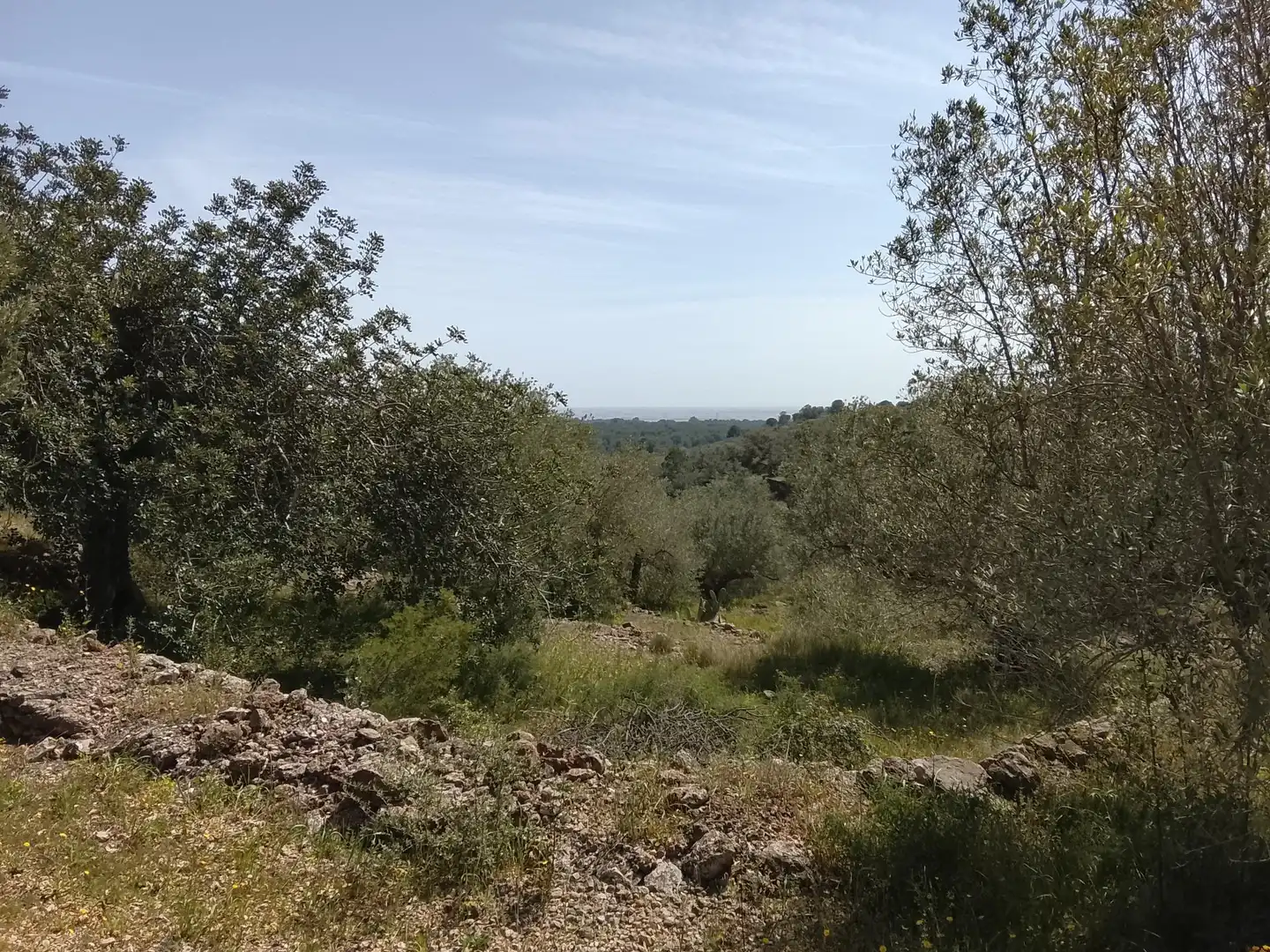 Rural land for sale in l'Aldea, imagen 4